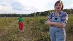Галловейская порода КРС — условия содержания, рацион, привесы, надои, плюсы и минусы скота