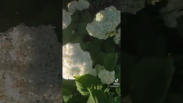 Гортензия Анабель.