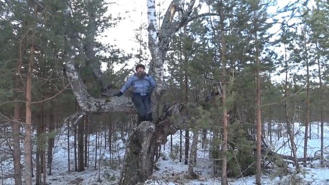 Зачем русалка на ветвях сидит смотреть онлайн