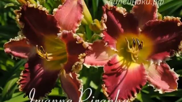 Зубастые лилейники