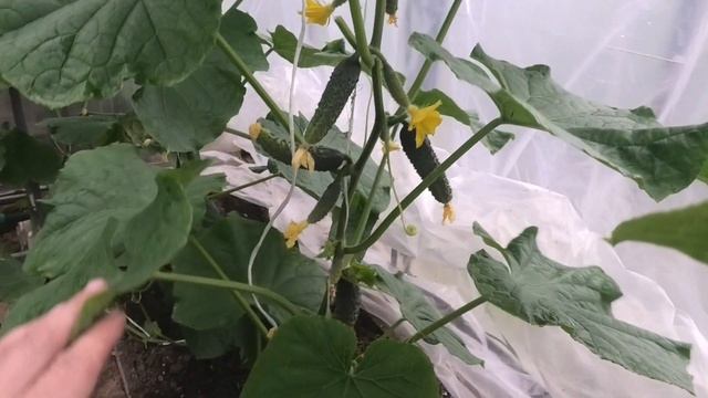 Первый красный помидор смотреть онлайн