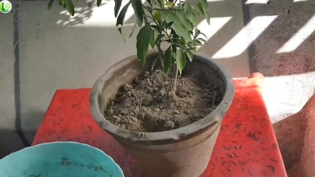How To Grow Solanum Pseudocapsicum Plant | Care Solanum Pseudocasicum Plants