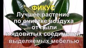 10 комнатных растений, которые должны быть в каждом доме. Растения очищающие воздух