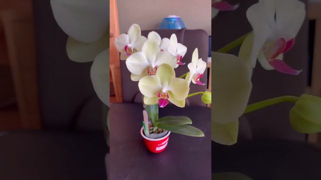 Phalaenopsis Fortune Saltzman