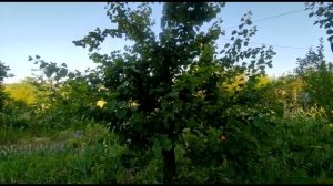 Ультра-ранний абрикос Могадор  урожай 2022