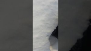 мотобуксировщик форза 6,5лс покатушки по речке