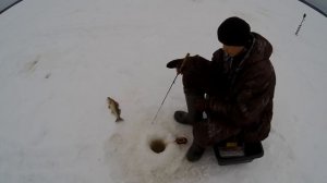 ловля судака на ратлины в марте.Верхняя Волга