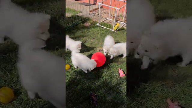 щенки Японского Шпица питомник Цунени Катцу