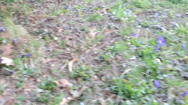 Viola odorata 210402 смотреть онлайн