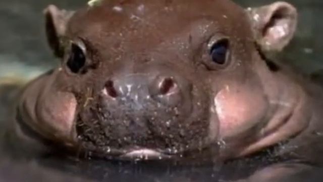 Прикольные картинки в слайдшоу