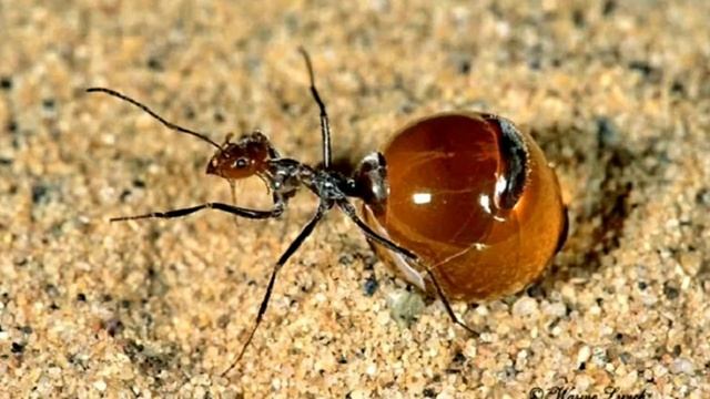 Медовый муравей ?? смотреть онлайн