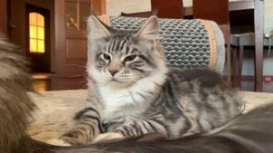 🌟Питомник мейн кунов (  из жизни питомника🐾🐾🐾🐾🐈⬛)