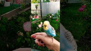 Волнистый попугай на улице