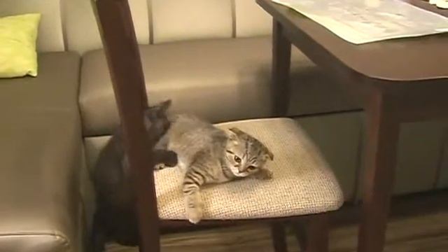 котята играются в доме смотреть онлайн