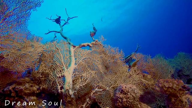 лечебная музыка для сердца и сосудов ? успокаивает нервную систему и радует душу, Нежная музыка #6 смотреть онлайн