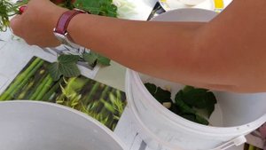 Рецепт малосольных огурцов. Вот так надо делать Малосольные Огурцы  @galabum