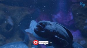Волчий Угорь - подводный монстр из глубин океана. Угревидная зубатка. Фантастические подводные твар
