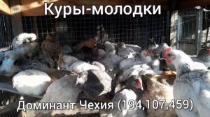 Куры-молодк.Доминант Чехия(104,107,459)