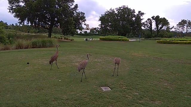 Стерхи. смотреть онлайн
