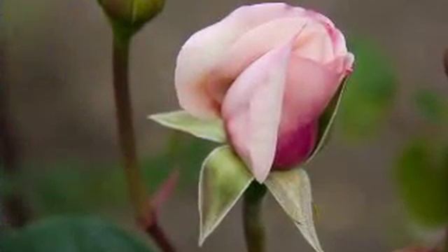 Лето - это маленькая жизнь...flv смотреть онлайн