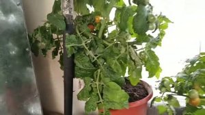 Отзыв о Ционе на томатах. А оно нам надо? Есть ли разница?