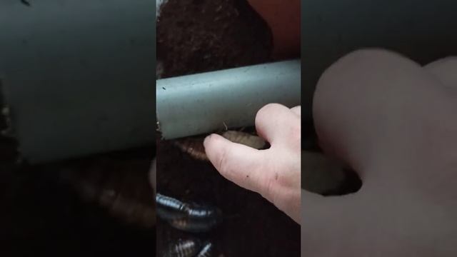 Мадагаскарские тараканы, меняю субстрат.