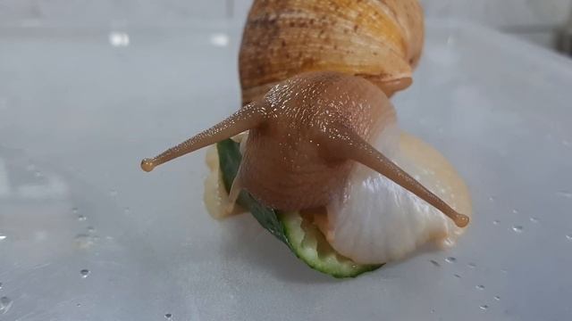 УЛИТКА АХАТИНА ? ЕСТ ОГУРЕЦ ?(УСКОРЕННОЕ ВИДЕО?♂️) смотреть онлайн