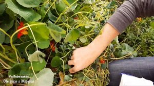 ВРЕМЯ СБОРА СЕМЯН ЦВЕТОВ