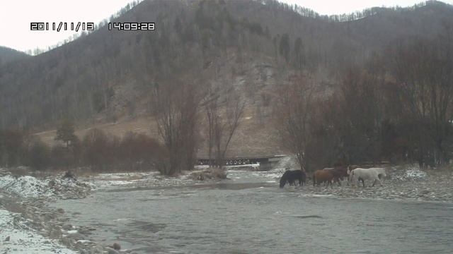 Лошади пьют воду из горной реки. смотреть онлайн