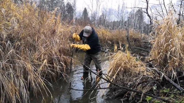 Trapping (бобр) в рамках курса "Уральская школа охотника" смотреть онлайн