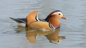 Утки - Мандаринки, Mandarin Duck, Владивосток.