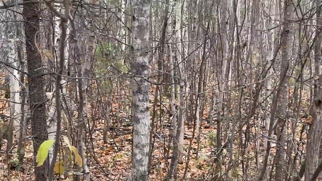 Трудовая охота на лося. Двое суток болот, буреломов и между тем красоты золотой осени ХМАО. смотреть онлайн