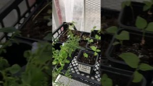 Обзор теплицы. Теплица. Любимая дача.