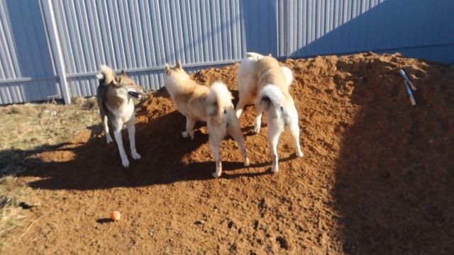 Каюр теряет интерес к Белкунье смотреть онлайн