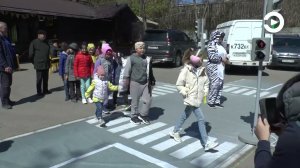 Сотрудники Госавтоинспекции в зоопарке провели необычную акцию под названием «Зебра на дороге»