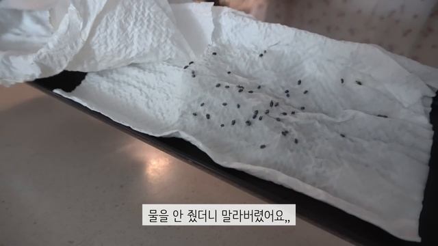 ENG집밥 요리 브이로그?오늘도 그녀는 김밥을 만다?새우 튀김 김밥feat 계란말이?서진이네 떡볶이김말이?부추 파스타?비스킷 만들기 쉽쥬잉?