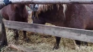 ЛОШАДИ ТЯЖЕЛОВОЗЫ В КОНЮШНЕ ЖИРОВИЧСКОГО МОНАСТЫРЯ