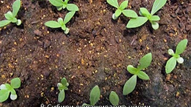 Циния: выращивание и уход в открытом грунте