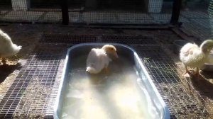 Муларды утки 3 недели вместе с мускусными утками