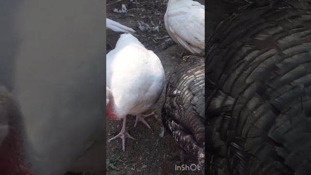 Голошейки несушки радуют яичками и небольшой обзор нашего хозяйства...