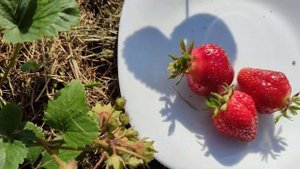 Клубника Генри - новинка последних трёх лет