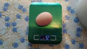 Какие яйца несут куры Доминанты.