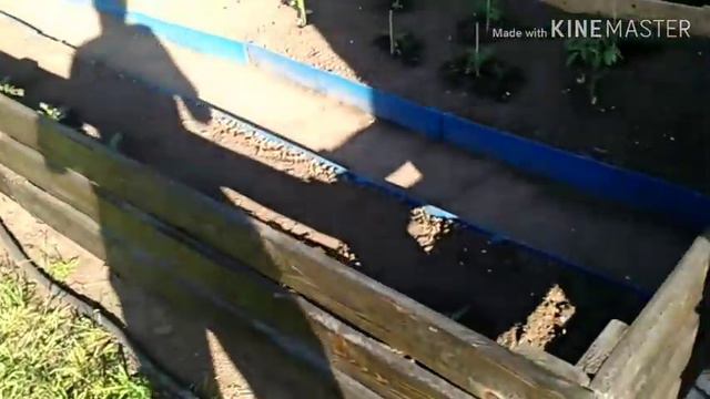 "Мини огород"//Посадила петуньи. смотреть онлайн