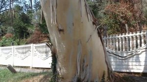 Новый Афон. Дерево бесстыдница.