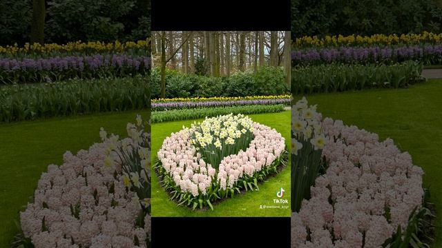 Парк квітів KEUKENHOF Голландія #шортс #паркквітівголландія#тюльпани#keukenhof смотреть онлайн