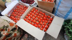 Конибодом Бозори Кучкак 10 05 21