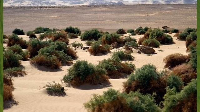 Жизнь в безлесных пространствах