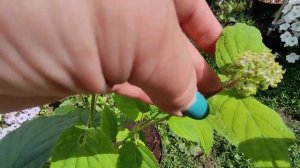 Гортензия древовидная Кандибелле Бабблгам ?? Hydrangea arborescens `Candybelle Bubblegum’