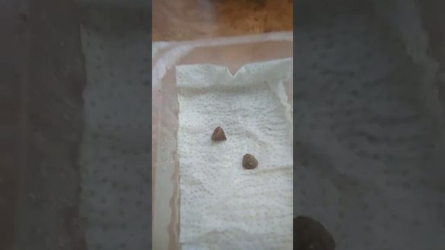 Выращивание анемоны - ШАГ 1 смотреть онлайн