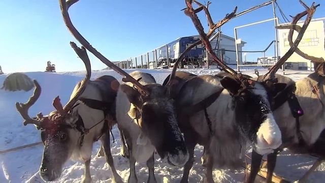 Тундра олени в упряжке смотреть онлайн